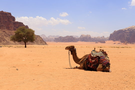 Arabian camels in desert of Wadi Rum, Jordan. 