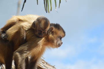 Mona junto a su cría