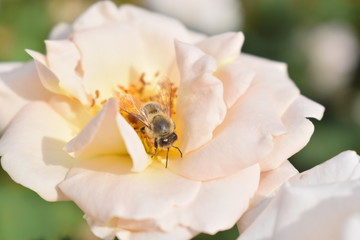 flower with bee