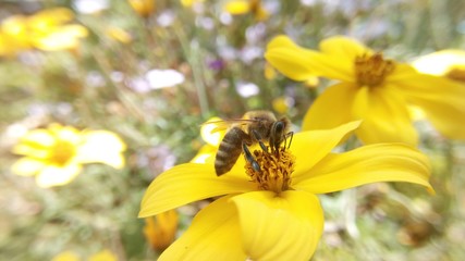 Bee