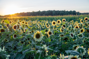 Obraz premium Sunflower fields at sunset