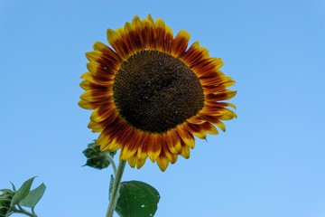 Sunflower fields at sunset