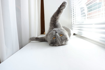 Playful gray cat on the window. The British cat is playing, waving its paws. Light beige background.