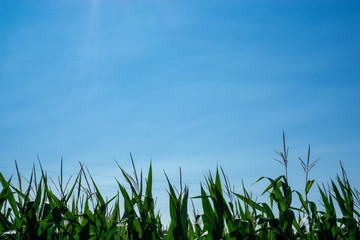 Corn husks in blue sky