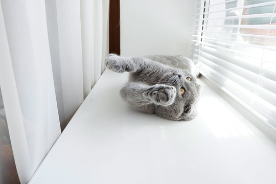 Playful gray cat on the window. The British cat is playing, waving its paws. Light beige background.