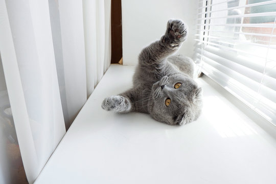 Playful gray cat on the window. The British cat is playing, waving its paws. Light beige background.