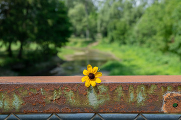 Flower on rusty bridge beam at park
