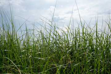 Green grass overlooking sky at beach
