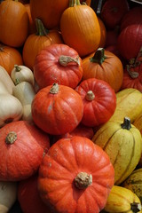 Viele Kürbisse