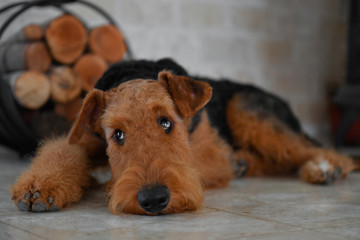 Airedale Terrier dog (puppy 8 month old), in the interior of the house (by the fireplace and...