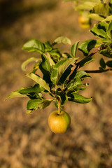 Apple ripening on the branches of the tree