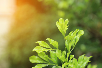 Fresh spring scene, green leave treetop with water drop and warm light effect.