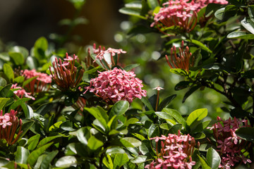 Close up of Small Pink  Ixora flower