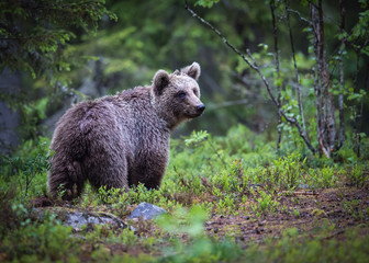 What's that sound? © GunnarImages