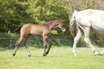 Fototapeta premium little brown foal outside