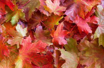 Naklejka na ściany i meble fallen maple leaves with autumn colors