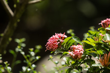 Close up of Small Pink  Ixora flower