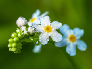 Close up view on green plant blooming with white flowers. White flowers with small dewdrops against the background of green leaves. Meadow flower at summer. Blurred background. Soft selective focus