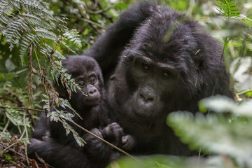 Fototapeta premium Mountain gorillas in the rainforest. Uganda. Bwindi Impenetrable Forest National Park. An excellent illustration