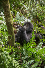 Mountain gorillas in the rainforest. Uganda. Bwindi Impenetrable Forest National Park. An excellent illustration