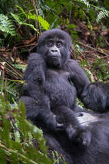 Mountain gorillas in the rainforest. Uganda. Bwindi Impenetrable Forest National Park. An excellent illustration
