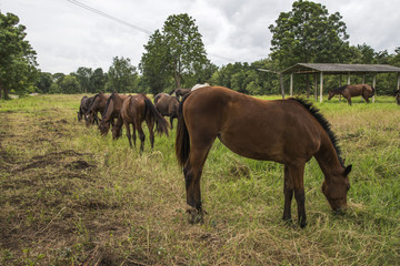 Obraz premium horses on the farm