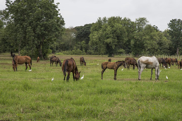 horses on the farm