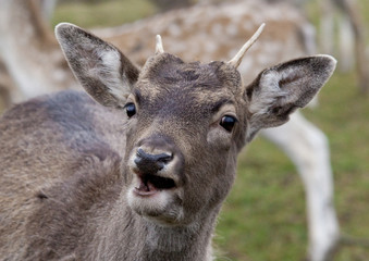 Fototapeta premium Damwild