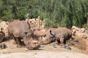 Due rinoceronti selvaggi