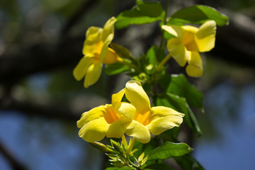 Fototapeta na wymiar Yellow Allamanda flower with green leaf