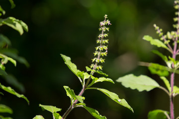 Fototapeta na wymiar leaf and flower of holy basil thailand herb