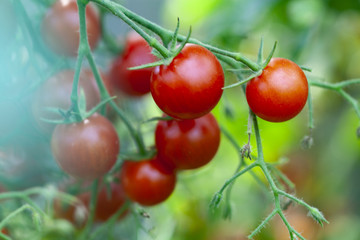 Cherry Tomatoes Growth