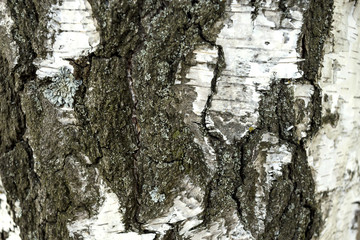 background of white birch