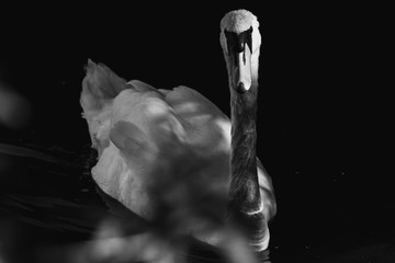 Swan in black and white