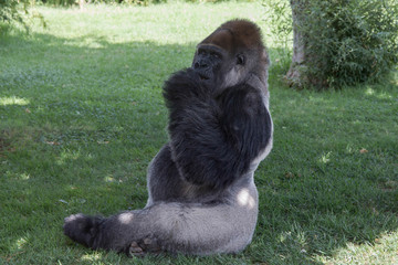 Gorilla seduto nella foresta