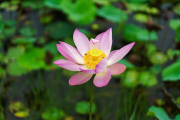 Fototapeta premium Pink lotus flower in nature on the way.