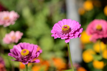 Obraz premium Bright cynia flowers in a summer garden close up