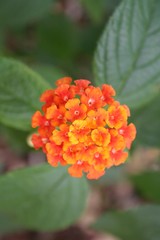 Burnt Orange Lantana