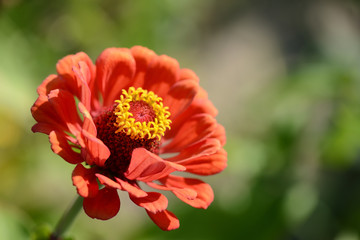 Beautiful cynia flower in a summer garden close up