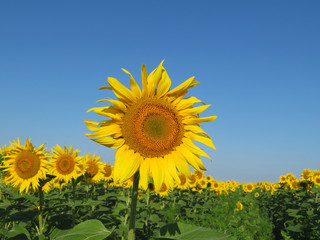 Sunflowers field and clear blue sky. Blooming sunflower, picturesque rural landscape