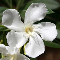 Oleander White