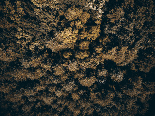 Coniferous woodland in autumn season, top down drone view