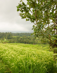 Jatiluwih rice terraces in Bali, Indonesia