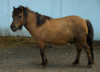 Brown pony standing outside stable, side view