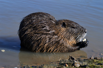 Coypu or nutria in the water