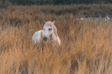 Wild white horse in autumnal grassland