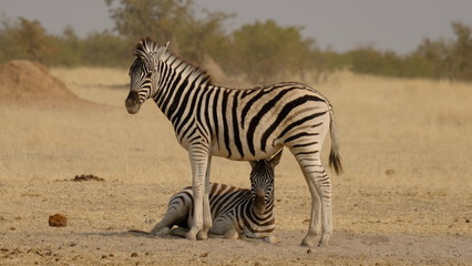 Obraz na płótnie Canvas Zebra 7
