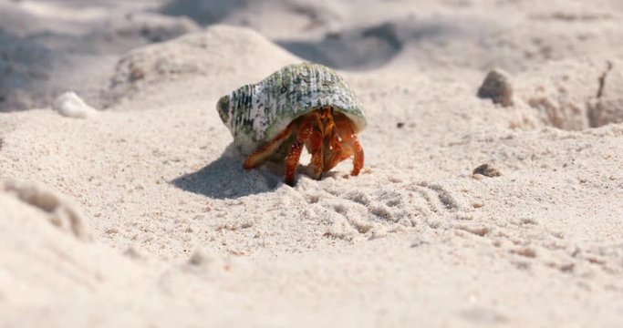 hermit crab in close-up