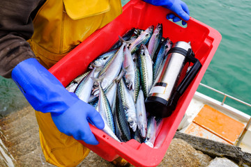 Commercial fisherman, in traditional yellow oilskins, with mackerel caught at sea.