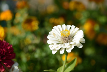 Beautiful cynia flower in a summer garden close up